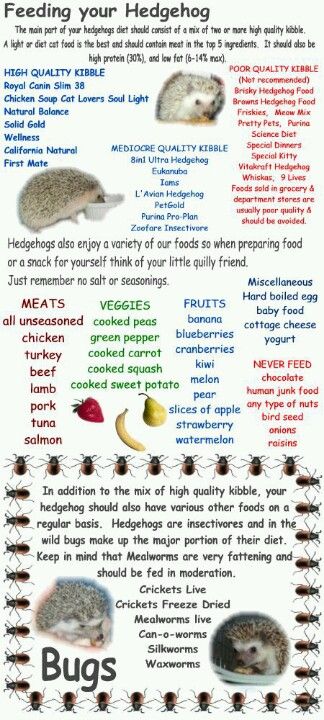 Feeding your hedgie. We can't have hedgies in CA, but if I ever move, I want to go to hedgehog country and this will be helpful! Hedgehog Diet, Hedgehog Food, Hedgehog Care, Hedgehog Cage, Pygmy Hedgehog, Hedgehog House, Hedgehog Pet, Baby Hedgehog, Cute Hedgehog