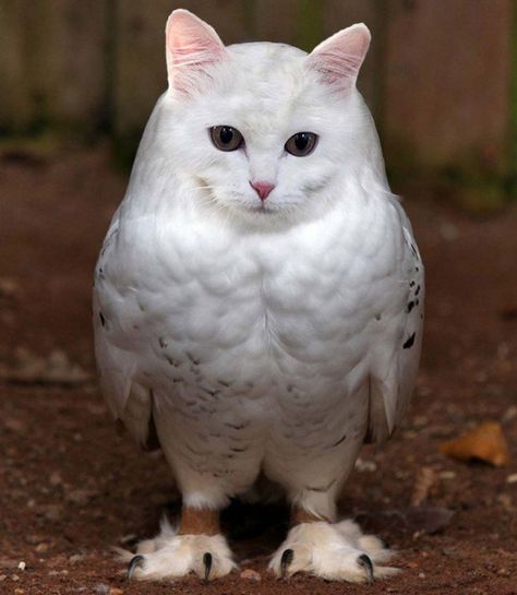 Cat And Owl, Cat Core, Animal Hybrids, Winning Lottery Ticket, Owl Cat, Flying Cat, Funny Photoshop, Albino Animals, 2020 Memes