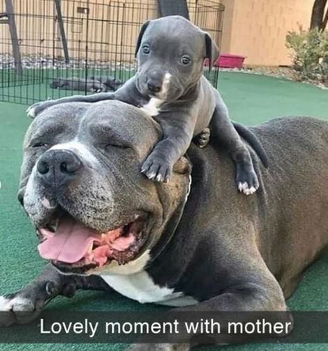 Doggo Snaps Forever Delivering Happy Feels Scary Dogs, Cute Dog Photos, Pitbull Puppy, American Pit Bull Terrier, Cute Dog Pictures, Funny Family, Pitbull Puppies, Bull Terrier Dog, Pit Bulls