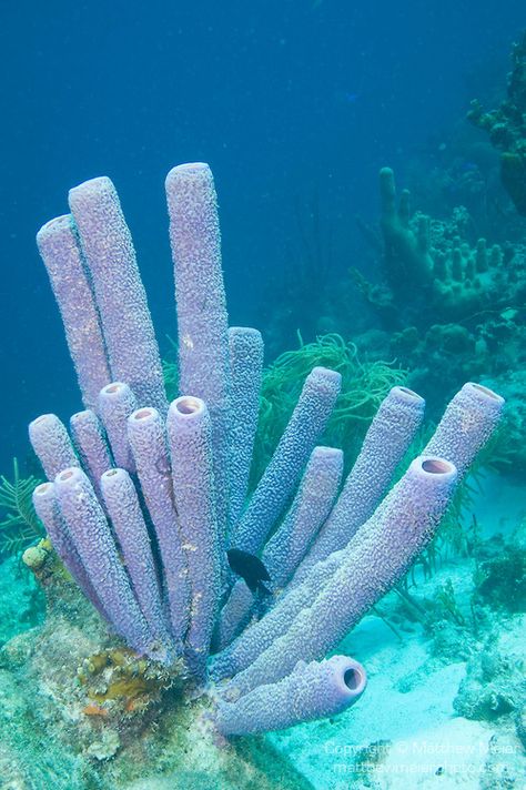 Bonaire, Netherlands Antilles; large purple tube sponges grow on the coral reef , Copyright © Matthew Meier, matthewmeierphoto.com All Right... Tube Sponge Coral, Coral Images, Coral Reef Photography, Foto Macro, Creature Marine, Cnidaria, Sea Plants, Coral Sea, Ocean Floor