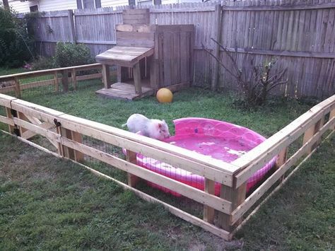 Pig pen Homestead Pig Pen, Outside Pig Pen Ideas, Backyard Pig Pen Ideas, Kunekune Pig Pen Ideas, Pet Pig Pen, Pig Mud Pit, Pot Belly Pig Pen, Mini Pot Belly Pigs, Kune Kune Pig Pen