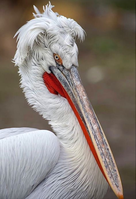 An enormous water bird—33 pounds with a 9 foot wingspan—native to southern Europe and Asian countries such as China and India. Dalmatian Pelican, Pelican Art, Photo Animaliere, Animal Study, African Grey Parrot, Herons, Art Humor, Travel Architecture, Quotes Tattoos