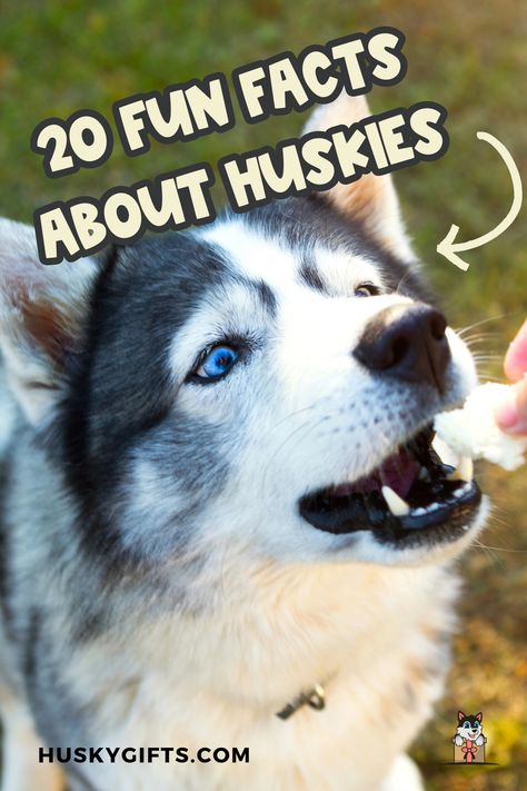 20 Fun Facts About Huskies. Prepare to be amazed! Dive deep into the world of Huskies with 20 fascinating facts that will leave you in awe. Did you know they were once sled-pulling royalty? From their mischievous antics to their heartwarming loyalty, every fact is a glimpse into the charm of these Arctic companions. Swipe to unravel the wonders of Huskyhood! 🐾📖 Husky Facts, Husky Training, Siberian Husky Facts, Husky Photos, Fascinating Facts, Husky Dogs, Siberian Husky, Dog Stuff, Training Your Dog