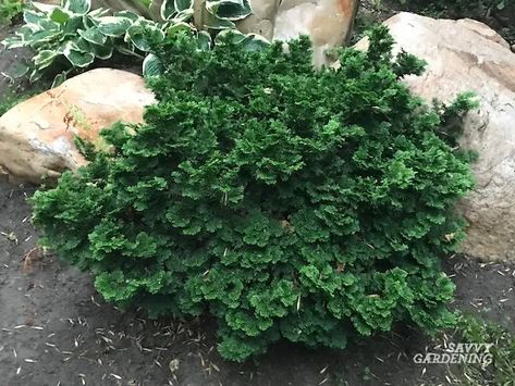 Evergreen Foundation Plants, Landscape Shrubs, Little Lime Hydrangea, Cypress Plant, Shrubs For Landscaping, Low Growing Shrubs, Low Maintenance Shrubs, Hinoki Cypress, Front Yard Garden Design