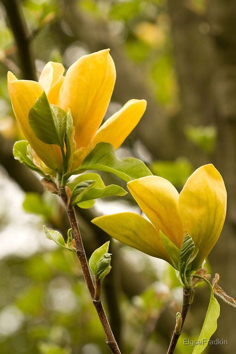 Magnolia Tree Landscaping, Magnolia Bush, Yellow Magnolia, First Flowers Of Spring, Yellow Petals, Magnolia Tree, Garden Compost, Beautiful Flowers Photos, Magnolia Trees