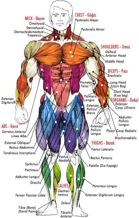 musculatory body system Muscle Chart, Bodybuilding Plan, Body Muscle Anatomy, Muscle Diagram, Human Muscle Anatomy, Anatomy Bones, Human Body Anatomy, Muscular System, Human Anatomy Drawing