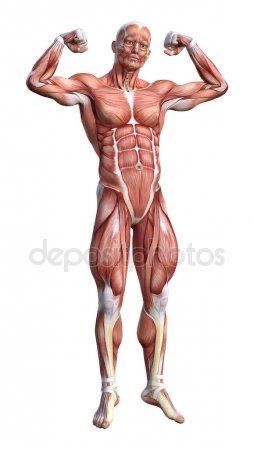 Anatomy Pictures, Human Anatomy Female, Human Muscular System, 남성 근육, Human Muscle Anatomy, Human Anatomy Reference, Anatomy Images, Skeleton Anatomy, Male Anatomy