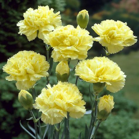 Carnation Yellow (dianthus caryophyllus) - Disdain Carnation Plants, Dianthus Caryophyllus, Yellow Carnations, Carnation Flower, Language Of Flowers, Fragrant Flowers, All Flowers, Pink Beige, Types Of Plants