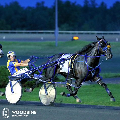 Standardbred Horse, Harness Racing, Most Beautiful Animals, Cute Horses, Trotter, Animals Of The World, Horse Racing, Beautiful Horses, Animals Beautiful