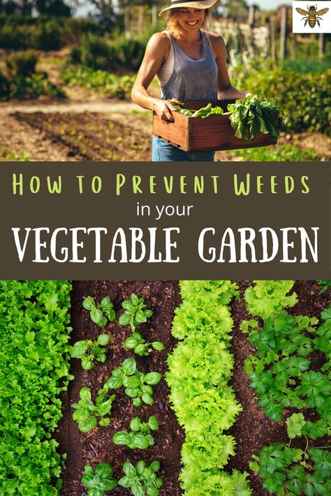 How To Prevent Weeds In Garden, Weedless Garden Ideas, How To Keep Weeds Out Of Garden, Garden Preservation, Gardening Website, Garden Techniques, Vege Garden, Growing Garden, Modern Homesteading