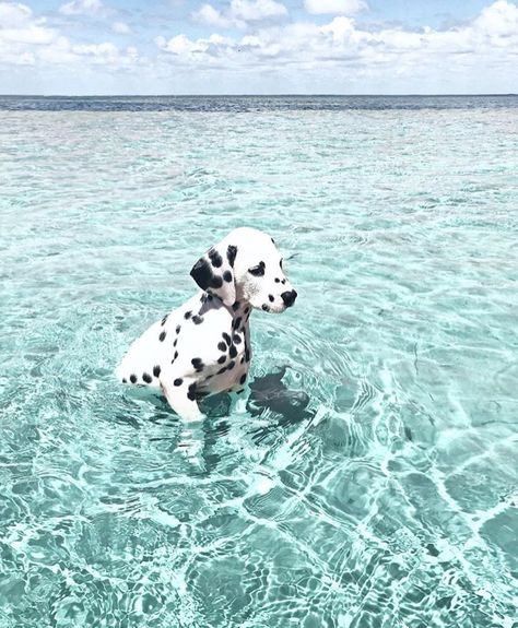 😍 This pup is living their best life 🐶💜 Lush blue ocean and a Dalmatian pup, the perfect picture to end the day 💜 . . . 🐶 Follow ➡️… Dalmatian, The Ocean, Swimming, Dogs, Water