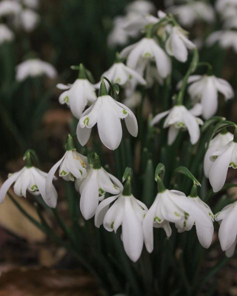 Snowdrop season at Anglesey Abbey 🤍 I’ve been very quiet on here but lots still happening on my blog! There’s a snowdrop guide on there if you’re looking for somewhere to see these early spring blooms. Lots of other springtime guides as well if you’re wanting to plan ahead! . . #snowdrops #angleseyabbey #nationaltrust #greatbritishgardens Snowdrop Flower Aesthetic, Lunar Garden, Snowdrops Flower, Flower Snowdrop, Alyssa Targaryen, Anglesey Abbey, Snow Drops Flowers, Snowdrop Flowers, Snowdrop Flower