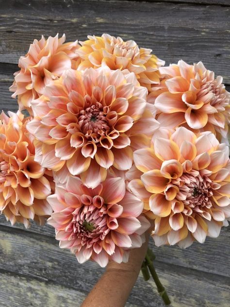 Dahlia Flower Garden, Dahlia Tubers, Dream Vacations Destinations, Outdoor Flowers, Dahlia Flower, The Farmhouse, Wedding Mood, Flower Farm, Flower Beauty