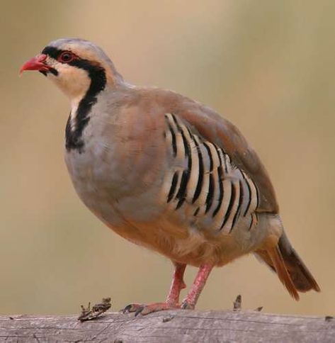 Partridge | BIRD | WRITTEN BY: The Editors of Encyclopaedia Britannica | Partridge, any of many small game birds native to the Old World and belonging to the family Phasianidae (order Galliformes). They are larger than quails, with stronger bills and feet. Chukar Partridge, Grey Partridge, Partridge Bird, Birds Voice, Bird Calls, Pheasant Hunting, World Birds, Guinea Fowl, National Animal