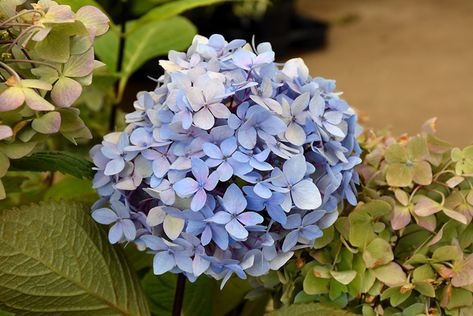 Blue Enchantress Hydrangea (Hydrangea macrophylla 'Monmar') at Millcreek Gardens Nursery French, Shrubs For Borders, Winnetka Illinois, French Hydrangea, Bigleaf Hydrangea, Hydrangea Macrophylla, Outdoor Pots, Perfect Plants, Hydrangea Flower