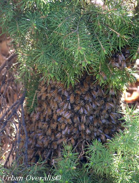 Don't fear a bee swarm.  It is a natural event and is an indication that the honey bee colony outgrew its home.  The swarm is looking for a new home. Honey Bee Swarm, Overhead Light, Bee Swarm, Bee Colony, Brown Leaves, Do Not Fear, Bee Keeping, Early Spring, Honey Bee