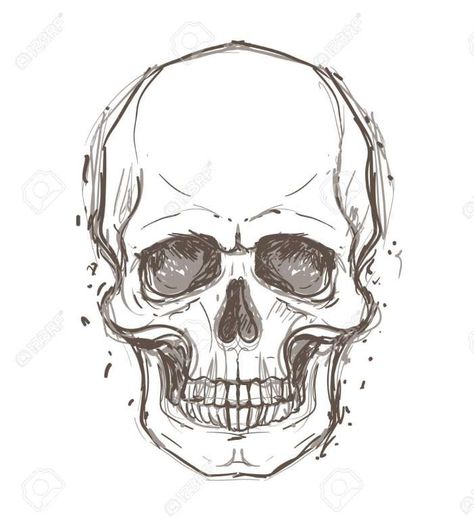 Skeleton Face Drawing, Skeleton Head Drawing, Human Skull Drawing, Skull Drawing Sketches, Skull Reference, Skull Sketch, Skeleton Drawings, Skull Art Drawing, Výtvarné Reference