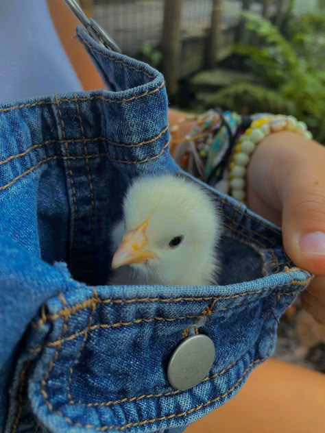 Baby Chicks Aesthetic, Overalls Cute, Duck Pictures, Baby Chickens, Baby Chick, Cute Chickens, Goat Farming, Cute Hamsters, Pet Chickens