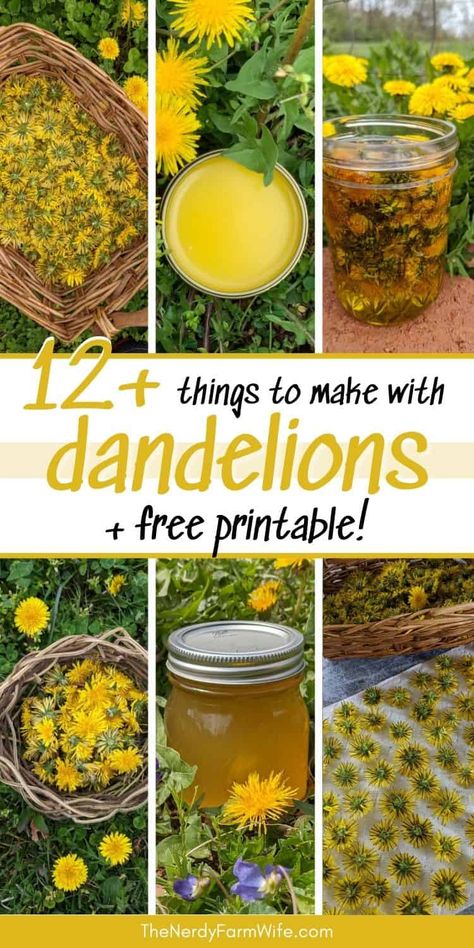 Here are over a dozen useful and beautiful projects to make using dandelion flowers. Also includes a free printable dandelion reference sheet! Dandelion Salve, Arnica Salve, Homemade Salve, Dandelion Oil, Dandelion Benefits, Arnica Oil, Salve Recipes, Herbal Salves, Healing Salves