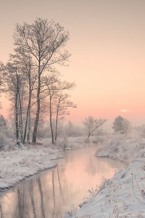 Winter Pink: The Snow, Trees, Forest, Running