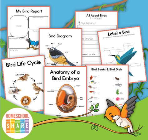 The Boy Who Drew Birds Unit Study - Homeschool Share Birds Unit Study, Bird Life Cycle, South African Birds, Conservation Activities, Unit Studies Homeschool, Bird Beaks, Brain Learning, Summer Reading Program, John James Audubon