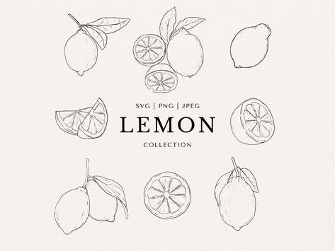 Simple Lemon Drawing, Lemon Line Art, Lemon Illustration Design, Lemon Art Illustration, Lemon Line Drawing, Lemon Sketch, Lemon Illustration, Lemon Drawing, Art Abstrait Ligne