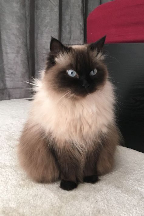 Cute Himalayan Cat, Blue Point Himalayan Cat, Doll Faced Persian Cat, Persian Doll Face Cat, Persian Himalayan Cat, Himalayan Cat Aesthetic, Himalayan Cat Kitten, Simease Cats, Persian Cat Doll Face