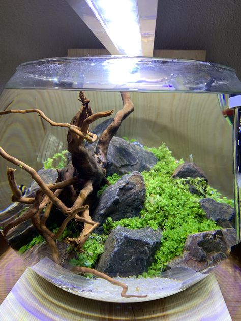 Shrimp Bowl Aquascape, Shrimp Bowl Aquarium, Bowl Aquarium Ideas, Fish Bowl Aquascape, Bowl Aquascape, Mini Aquascape, Round Fish Tank, Bowl Aquarium, Aquatic Art