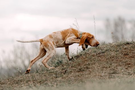 Wirehaired Vizsla, Akc Breeds, Pointer Dog, Hunting Trip, Dog Safety, Bird Dogs, Irish Setter, American Kennel Club, Dog Gear