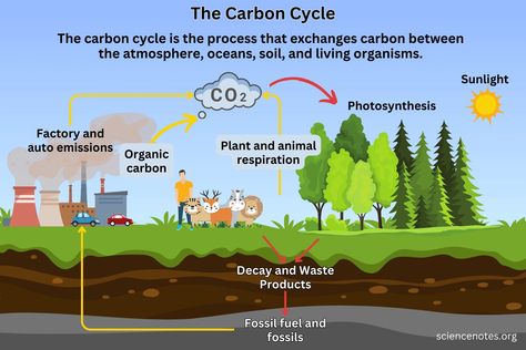 Learn about the carbon cycle. Get its definition, see the steps involved, and discover why the carbon cycle is important. The Carbon Cycle, Learn Chemistry, Cycle Poster, Carbon Cycle, Agricultural Practices, Energy Resources, Water Cycle, Water Bodies, Human Activity