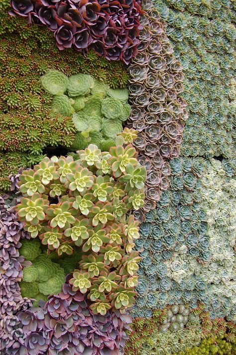 All sizes | Succulent Gardens booth | Flickr - Photo Sharing! Succulent Wall Garden, Tanaman Sukulen, Kaktus Dan Sukulen, Vertical Succulent Gardens, Flora Garden, نباتات منزلية, Succulent Art, Walled Garden, Succulent Wall