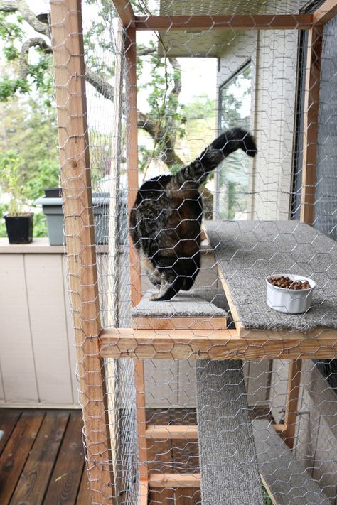 Chicken Wire Catio, Catio Cats, Kitten Room, Iguana Cage, Dog Enclosures, Diy Cat Enclosure, Outdoor Pet Enclosure, Cat Area, Cat Enclosures