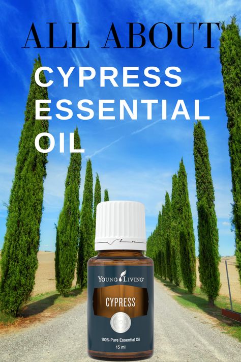 I use this beautiful tree oil almost daily. Read on to find out why I love Cypress essential oil, the beneifts of Cypress oil, and how I use it. #cypressessentialoil, #benefitsofcypressessentialoil, #howtousecypressessentialoil | EOGuys.com Young Living Cypress, Essential Oil Perfumes Recipes, Cypress Oil, Cypress Essential Oil, Yl Oils, Young Living Oils, Oil Diffuser Blends, Essential Oil Perfume, Oil Benefits