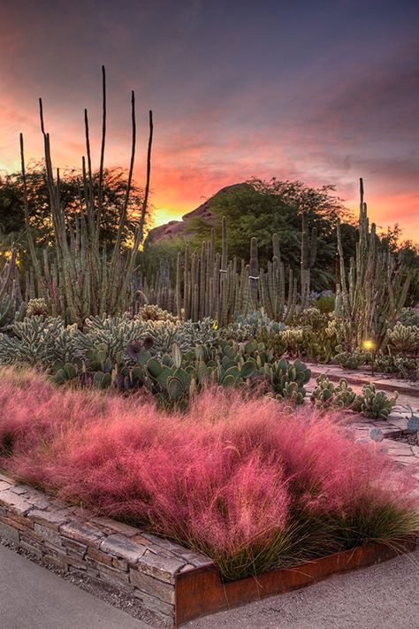 At the Desert Botanical Garden in #Phoenix, plants suited to the arid climate of the Sonoran and other deserts thrive, including a large sampling of agave, cacti, and other succulents. A two-acre wildflower exhibit erupts each spring into a bounty of color, and butterflies take flight in a covered pavilion. Photo by Adam Rodriguez. Pink Plants, Desert Botanical Garden, Fun Deserts, Desert Garden, Most Beautiful Gardens, Sonoran Desert, Landscaping Tips, Desert Plants, Cactus Garden