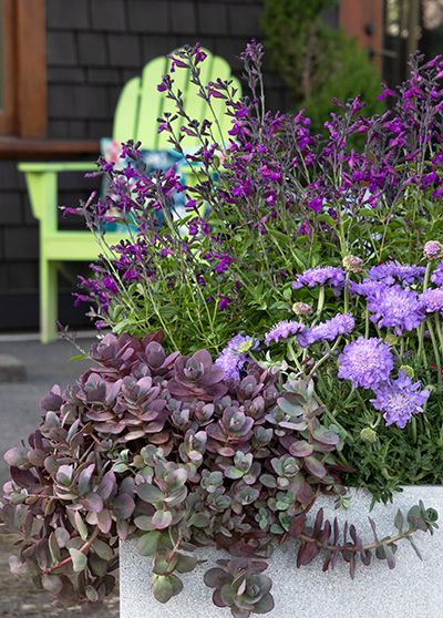 Be Inspired - Container Garden Ideas to Beautify Your Favorite Spaces Now Purple Salvia, Blue Hosta, Emerald Green Arborvitae, Container Garden Ideas, Plantain Lily, Patio Trees, Mediterranean Garden, Flower Spike, Woodland Garden