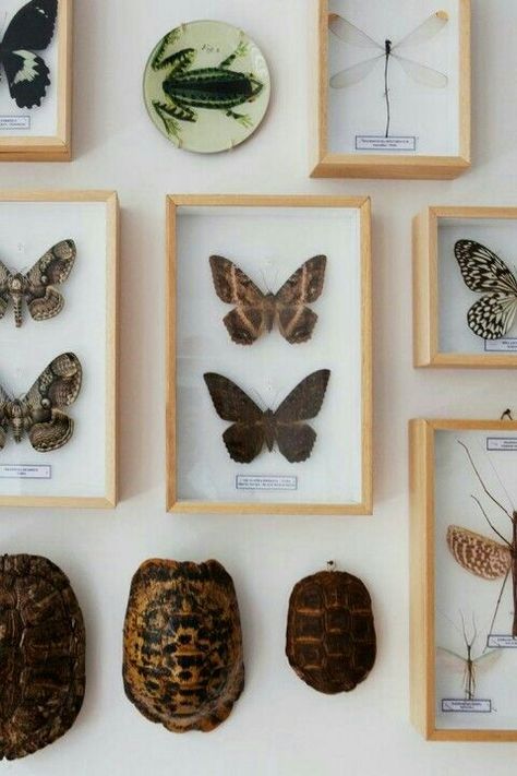 Office Hygge, Naturalist Decor, Framed Butterflies, Butterfly Taxidermy, Butterfly Project, Insect Collection, Interior Vintage, Diy Butterfly, Cabinet Of Curiosities