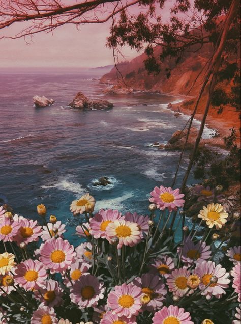 Pink florals in Big Sur, California 🌞 #california #flowers #floral #bigsurcalifornia #pch Mcway Falls Big Sur, Landscape Pics, California Flowers, Pink Wildflowers, Mcway Falls, Tulip Season, Beautiful Beach Pictures, Orange Dream, California Mountains