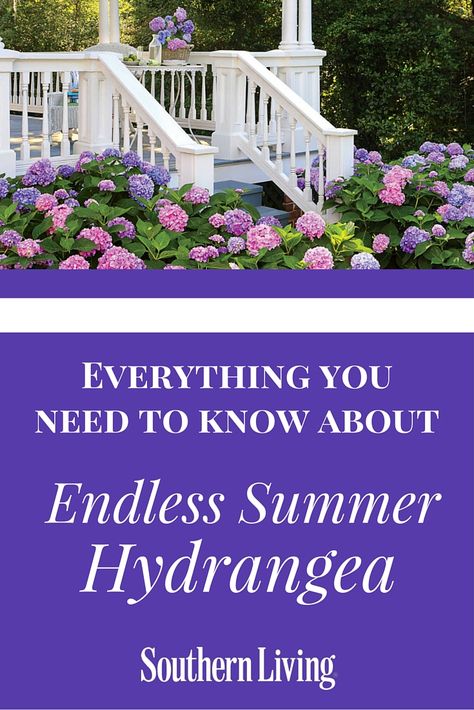 Hydrangea Endless Summer, Endless Summer Hydrangea Landscaping, Pool Hydrangeas, Endless Summer Hydrangea Care, Texas Shrubs, Pruning Endless Summer Hydrangeas, Hydrangea Pruning, Ponytail Plant, Summer Hydrangea