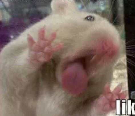 Cute Hamster Pics, Funny Rats, Koci Humor, Funny Hamsters, Cute Small Animals, Cute Rats, Funny Animal Photos, Cute Hamsters, Pet Rats