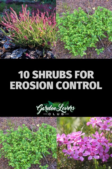 Slopes come with a list of challenges for gardeners. They’re always prone to erosion, making them difficult to access. Additionally, water carries the topsoil away when it rains. One of the best ways to stiffen those slopes is to plant them with shrubs. In this article, we’ll list 10 shrubs for erosion control that have reinforcing root systems. It’s best to use a variety of the following shrubs to benefit from the different rooting mechanisms. Perennial Slope Garden, Best Plants For Erosion Control, Plants On A Hill Sloped Yard, Best Shrubs For Hillside, Best Plants For Hillside, Erosion Control Plants Zone 7, Planting On Slopes, River Erosion Control, How To Plant On A Slope