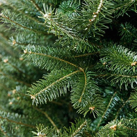 Balsam Fir - zone 3-6 -Native to areas of Northern North America, balsam fir is a top-notch choice because of its wonderful woodsy scent, dark green needles, and purplish-blue cones Unusual Landscapes, Abies Balsamea, Christmas Tree Varieties, Identifying Trees, Blue Star Juniper, Balsam Tree, Picea Pungens, Conifers Garden, Growing Trees