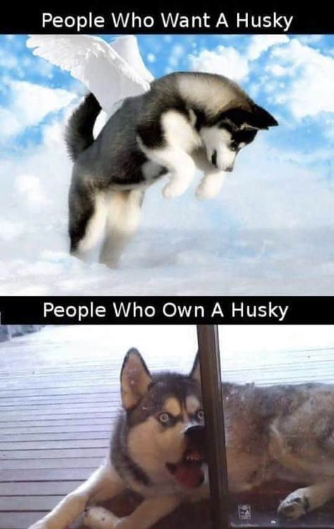 50+ Funny Husky Memes That Will Keep You Laughing For Hours #husky #huskymemes #dogmemes #memes #funnymemes - Lovely Animals World Husky Humor, Stitch 626, Silly Puppy, Poppy Drawing, Husky Funny, Fashion Figure, Marvel Edits, Dog Quotes Funny, Siberian Huskies