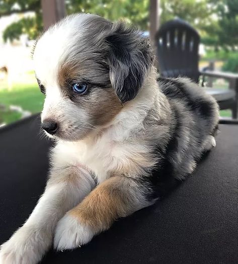 Mini Ausidoodle Puppies, Mini Aussie Full Grown, Toy Aussie Shepherd, Auggie Dog, Toy Aussiedoodle, Aussie Puppies For Sale, Toy Aussies, Mini Aussie Shepherd, Aussie Doodle Puppy