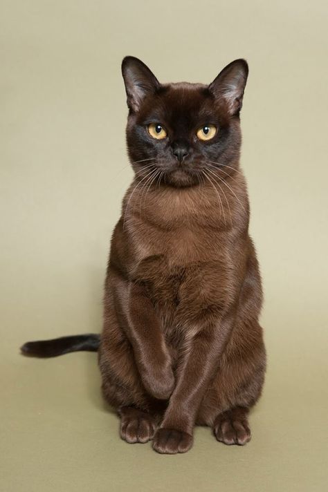 Bruin Burmese kitten. I'd give him so sort of stereotypical office man name. Clarence, Wilbur, George, Thomas... European Burmese Cat, Burmese Cats, Burmese Kittens, Brown Cats, Kitten Breeds, Tonkinese Cat, American Bobtail, Burmilla, American Curl