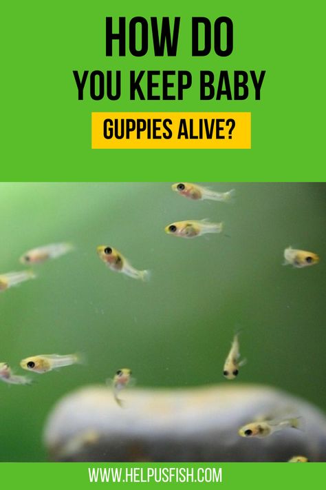 Have your guppies just given birth and you are worried they will now survive. Here I will show you what you can do to keep them alive. Guppies Fish Tank, Guppy Fish Tank Ideas, Guppy Fish Tank, Guppy Aquarium, Community Fish Tank, Guppy Tank, Sea Monkeys, Guppy Fish, Fresh Water Fish Tank