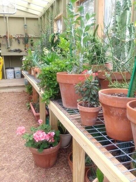 Working Garden, Greenhouse Staging, Greenhouse Shelves, Allotment Ideas, Cheap Greenhouse, Easy Shelves, Greenhouse Farming, Plant Watering System, Greenhouse Supplies