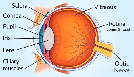 medical illustration with the major parts of the human eye labeled Structure Of Human Eye, Anatomy Of Eye, Human Eye Diagram, Human Eye Drawing, Eye Diagram, Optometry Education, Eye Structure, Eye Anatomy, Eye Parts