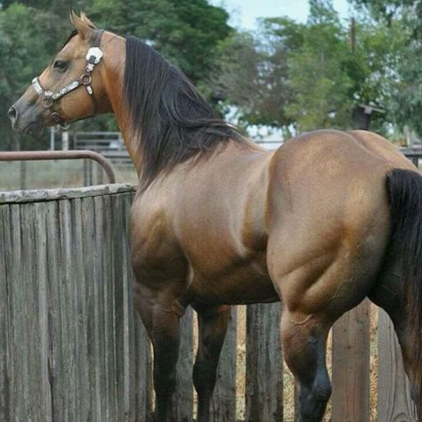 The epitome of the Quarter Horse butt Horse Majestic, Aqha Horses, Horse Anatomy, Bay Horse, Quarter Horses, American Quarter Horse, Most Beautiful Animals, Majestic Horse, Horse World