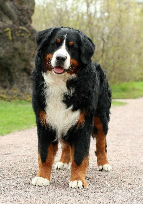 Some of my favorite things Burnese Mountain Dog, Burmese Mountain Dogs, Bernese Dog, Bernese Mountain Dog Puppy, Psy I Szczenięta, Fluffy Dogs, Mountain Dog, Bernese Mountain, Bernese Mountain Dog