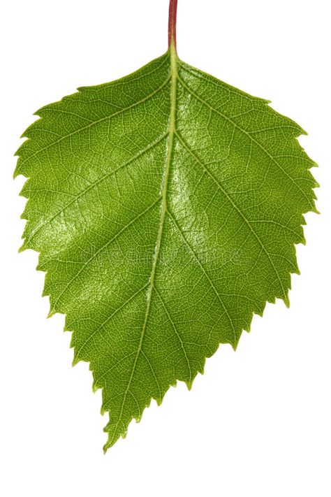 Birch Leaf. Single silver birch tree leaf, isolated on white. Macro view of this , #AD, #silver, #birch, #tree, #Birch, #Leaf #ad Birch Tree Leaves, Silver Birch Tree, Tree Bark Texture, Abstract Tree Painting, Beautiful Flower Drawings, Birch Leaf, Leaf Images, Leaf Template, New Media Art